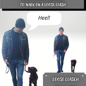 Loose Leash Walking Guide