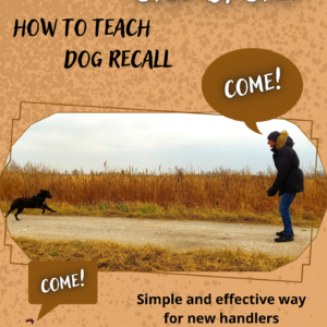 Teach Your Dog to Come! Guide